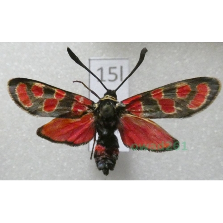 Zygaena carniolica (Scopoli, 1763) Czech15l